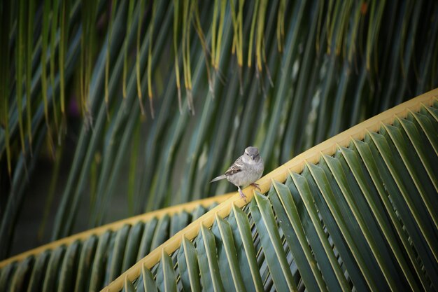 Zdjęcie ptak siedzący na palmie