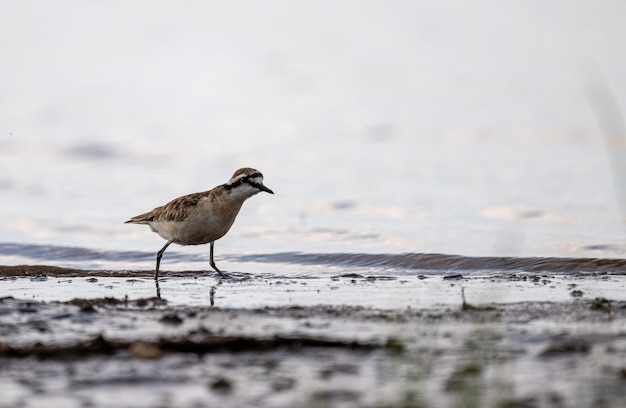 Zdjęcie ptak siedzący na plaży