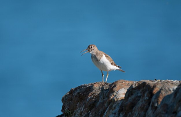 Zdjęcie ptak siedzący na skale