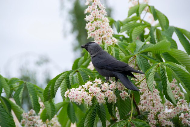 Ptak siedzi na drzewie z kwiatami i liśćmi.