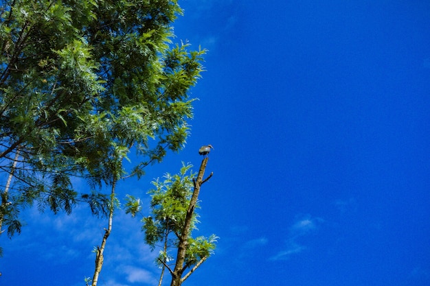 ptak siedzi na drzewie z niebieskim niebem na tle