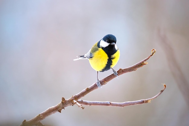 Ptak Sikorka żółta Przysiada Na Gałęzi Drzewa W Mroźny Zimowy Dzień