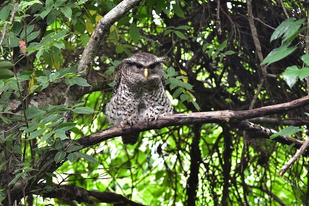 Ptak Spot-bellied Puchacz Siedzący Na Drzewie W Przyrodzie, Tajlandia