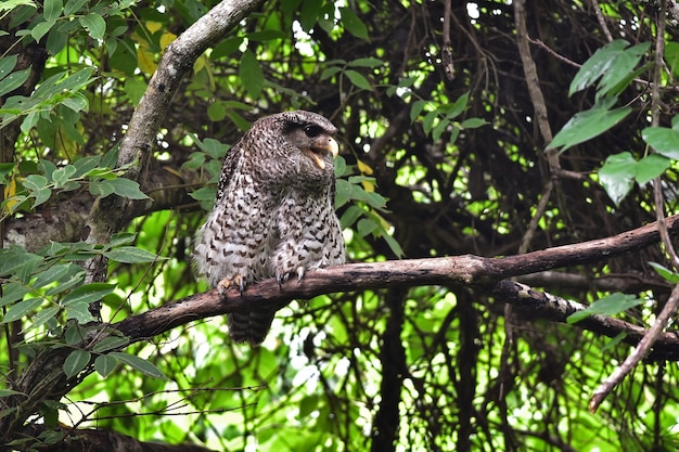 Ptak Spot-bellied Puchacz Siedzący Na Drzewie W Przyrodzie, Tajlandia