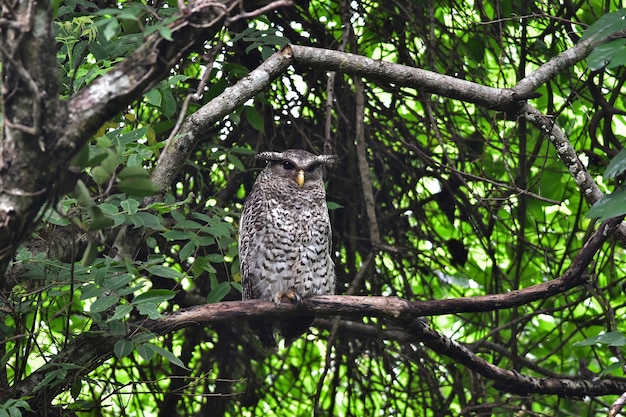 Zdjęcie ptak spot-bellied puchacz siedzący na drzewie w przyrodzie, tajlandia