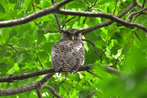 Zdjęcie ptak spot-bellied puchacz siedzący na drzewie w przyrodzie, tajlandia