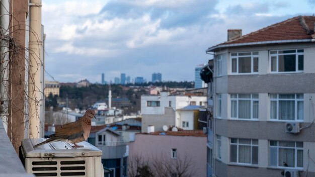 Ptak stojący na parapecie