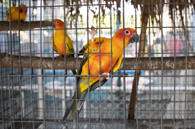 Ptak Sun Conure w klatce