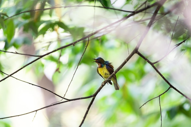 Zdjęcie ptak sunbird brownthroated w naturze dziki