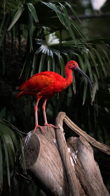 Zdjęcie ptak szkarłatny ibis