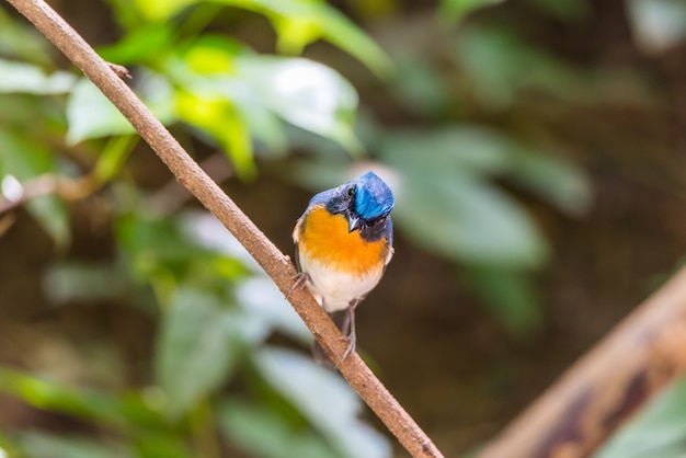 Ptak (Tickell&#39;s Blue Flycatcher) w dzikiej przyrodzie