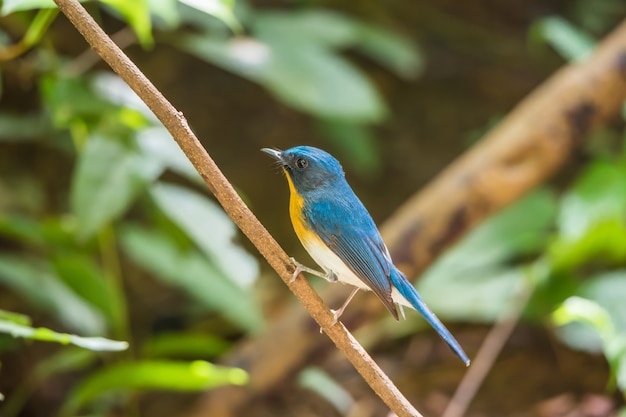 Ptak (Tickell&#39;s Blue Flycatcher) w dzikiej przyrodzie