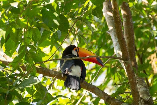 Ptak Tukan O Charakterze W Foz Do Iguazu W Brazylii. Brazylijska Przyroda