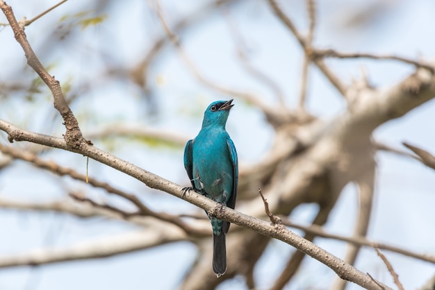 Ptak (verditer Flycatcher, Eumyias Thalassinus) Niebieski Na Wszystkich Obszarach Ciała