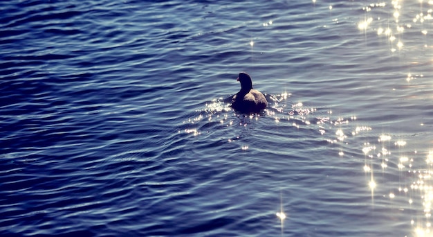 Ptak w jeziorze Ohrid w Macedonii