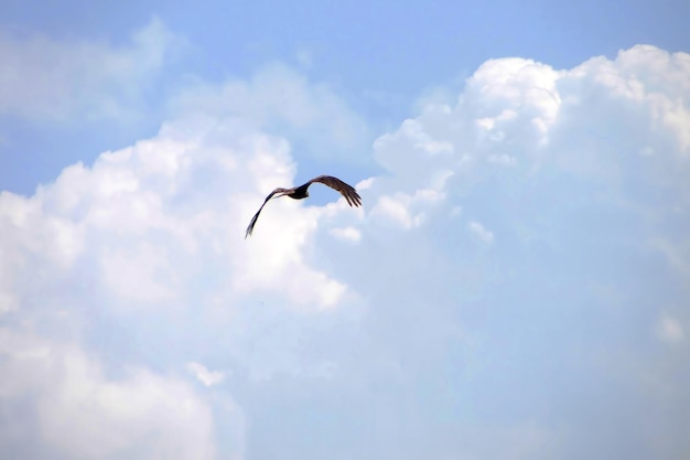 Ptak w locie nad niebieskim niebem z chmurami w lecie