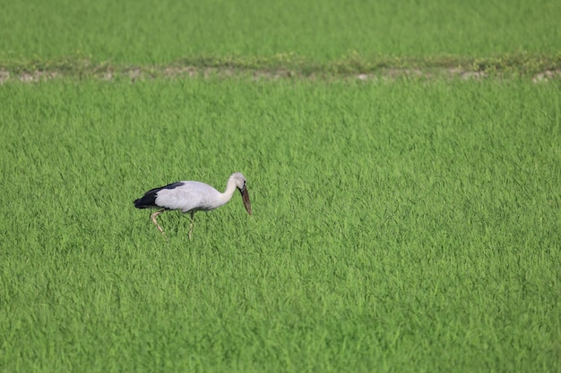 Zdjęcie ptak w polu ryżowym na wsi w azji