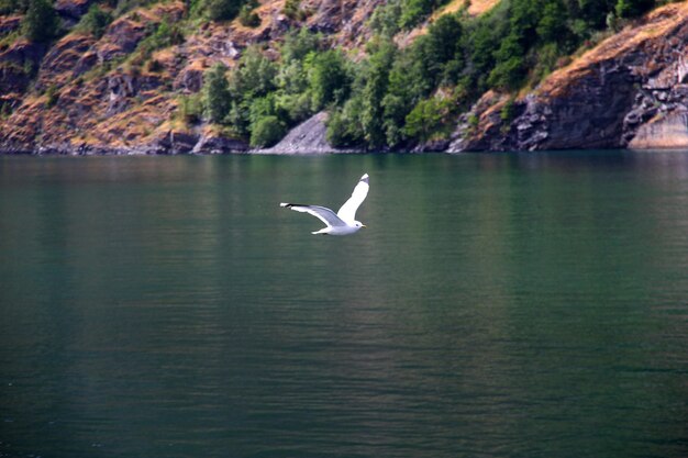 Ptak w rejsie po Sognefjord i Aurlandsfjord Norwegia