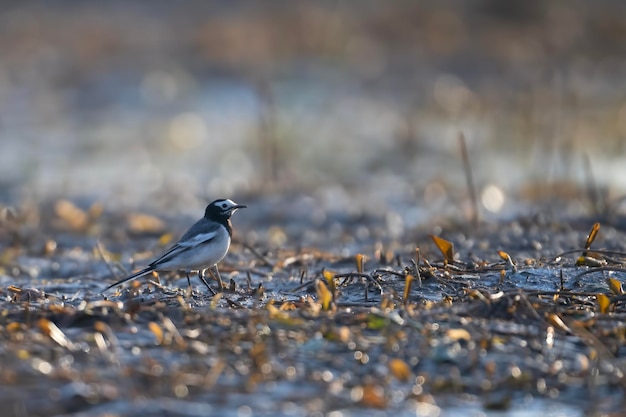 Zdjęcie ptak wagtail w aunri