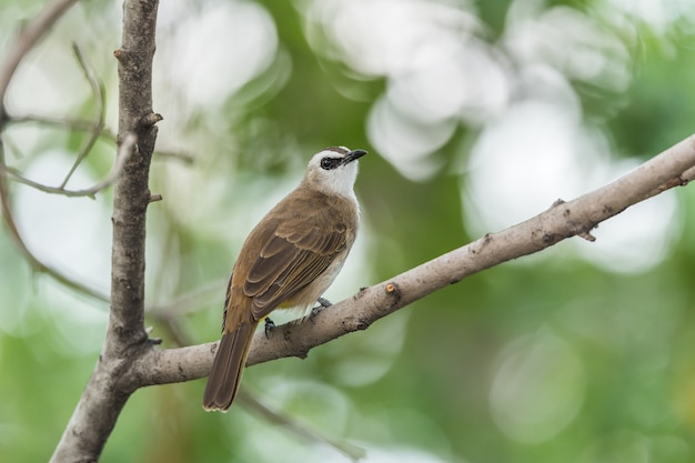 Ptak (wentylowany Bulbul) na drzewie w naturze dzikiej