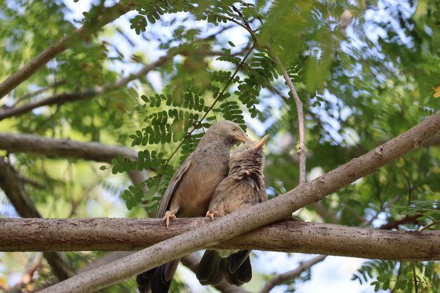 Zdjęcie ptak wróbel na brązowej gałęzi drzewa