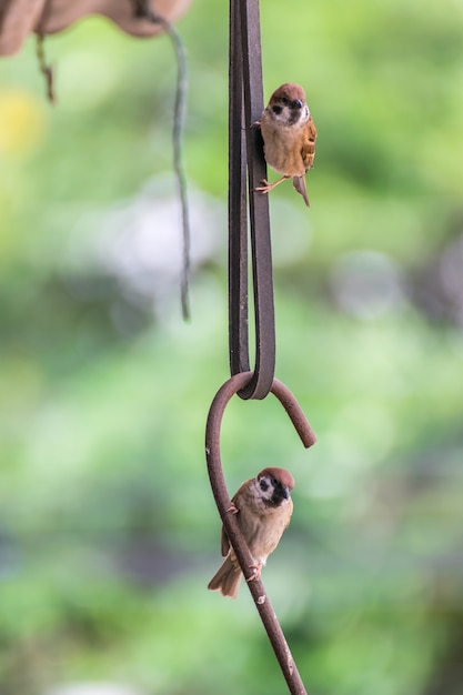 Ptak (wróbel zwyczajny, Passer montanus)