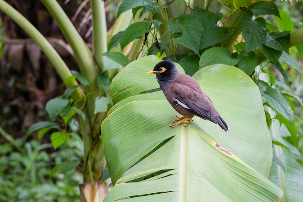 Ptak wzgórza mynah siedzi na zielonym liście palmy Gracula religiosa ptak najbardziej inteligentny ptak na świecie Close Up