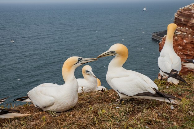 Ptaki całują się w Helgoland w Niemczech