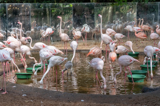 Zdjęcie ptaki flamingo w lasach tropikalnych w brazylii