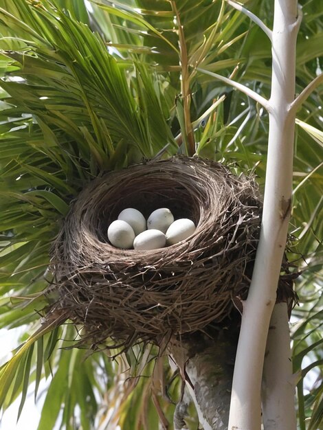 Ptaki gniazdają na palmie