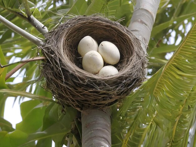 Ptaki gniazdają na palmie