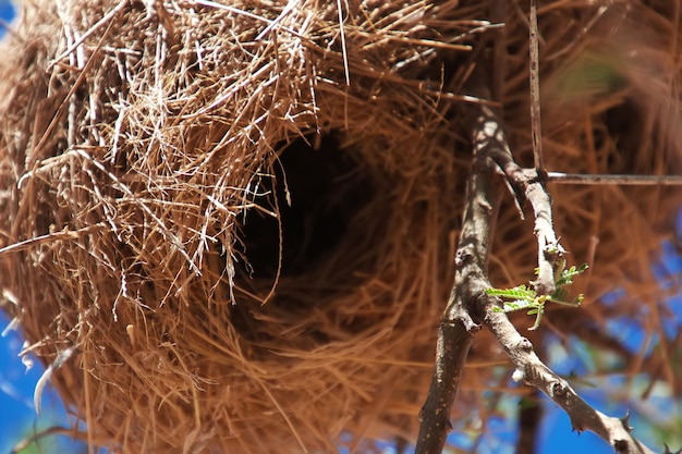 Ptaki gniazdają na safari w Kenii i Tanzanii w Afryce