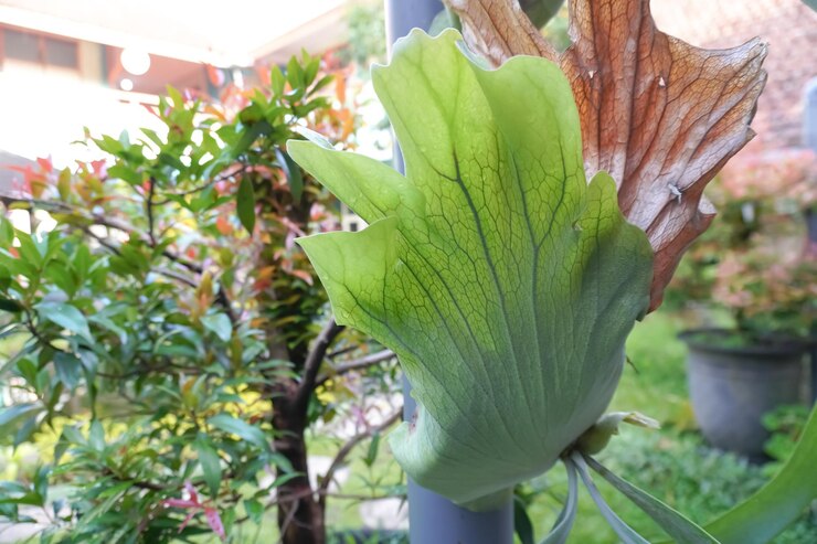 Ptaki gniazdo paprocie Staghorn paprocie w ogrodzie