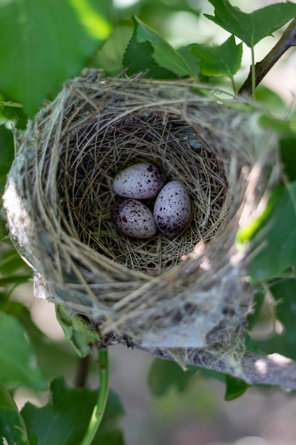 Ptaki gniazdują z jajami w ich naturalnym środowisku