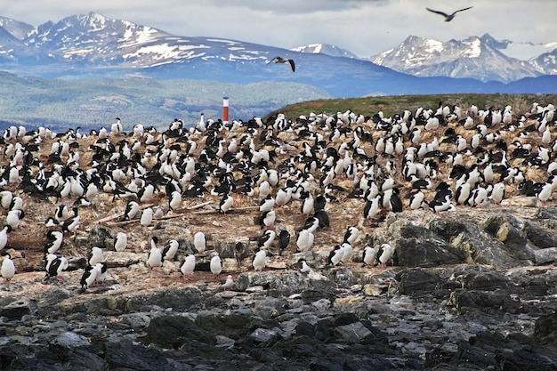 Ptaki i pingwiny na wyspie w Beagle kanale zamykają Ushuaia miasto, Tierra Del Fuego, Argentyna