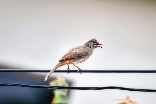 Zdjęcie ptaki, które żyją na miejskich drutach są aktywne rano.
