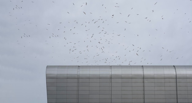 Ptaki latające nad nowoczesnym budynkiem