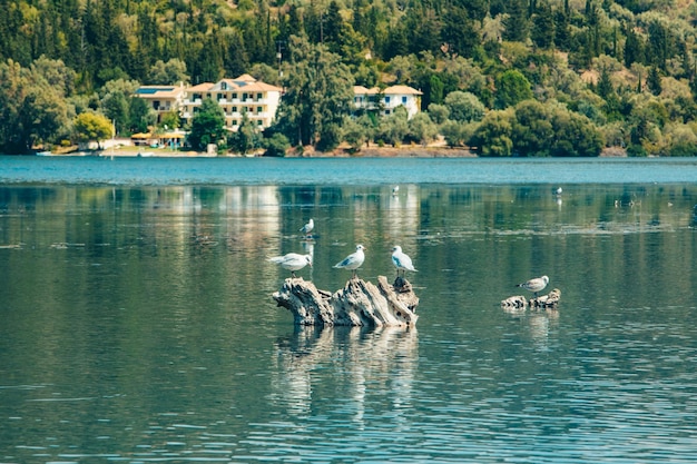 Ptaki mewy w zatoce morskiej na wyspie Lefkada