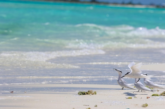 Ptaki Morskie Latające Na Białych Piaszczystych Plażach Na Tropikalnej Wyspie Z Czystym Błękitnym Niebem I Błękitnymi Wodami