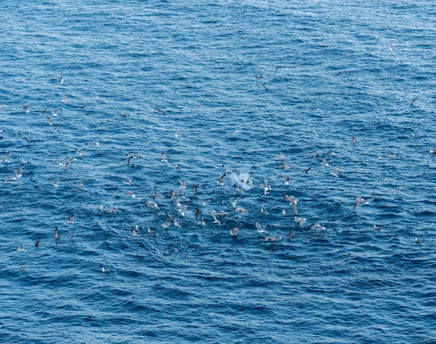 Ptaki morskie nurkujące w oceanie w poszukiwaniu ryb blisko powierzchni