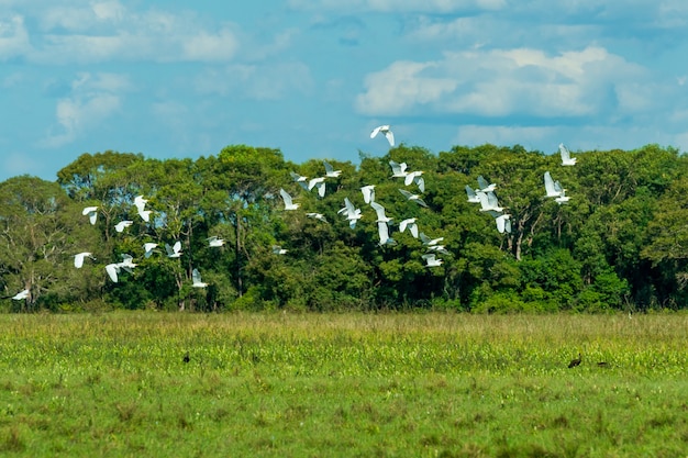 Ptaki Na Mokradłach Mato Grosso Pocone Mato Grosso Brazylia