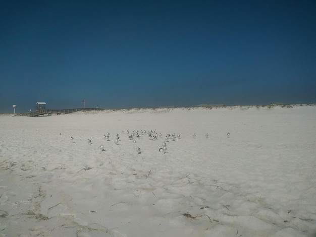 Zdjęcie ptaki na plaży na tle jasnego niebieskiego nieba
