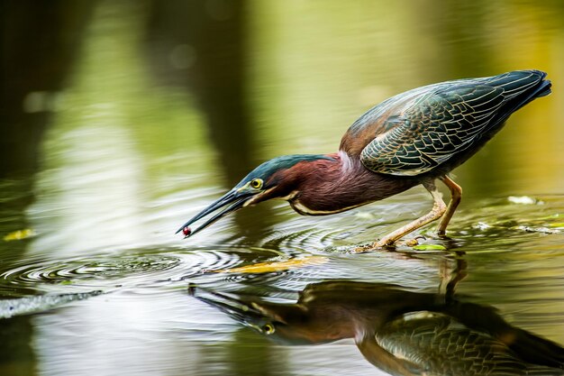 Zdjęcie ptaki pijące wodę z jeziora
