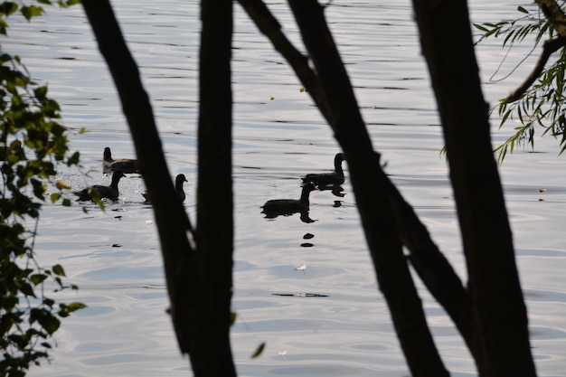 Ptaki pływające w jeziorze widoczne przez sylwetki pni drzew