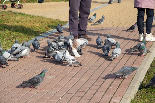 Zdjęcie ptaki są w pobliżu ludzkich stóp kaczki i gołębie są karmione przez ludzi