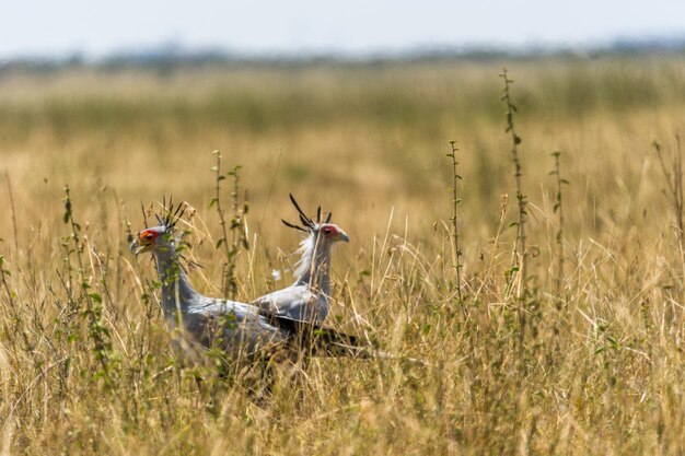 Zdjęcie ptaki sekretarza pośród roślin na polu