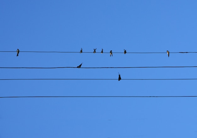 Ptaki siedzą na drutach