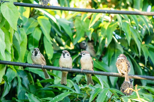 Zdjęcie ptaki siedzące na drzewie