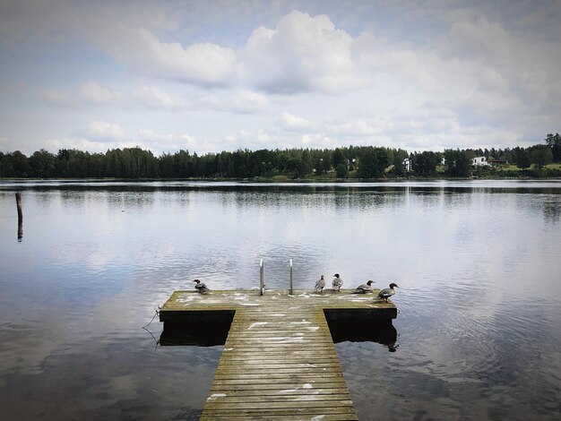 Ptaki siedzące na molo nad jeziorem na tle nieba