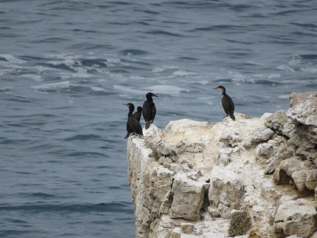 Zdjęcie ptaki siedzące na skałach w morzu